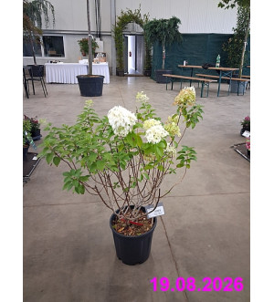 Hydrangea paniculata C 10 L